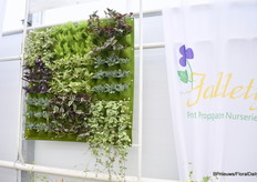 Ook in verschillende decoraties. De bladeren geven direct kleur en textuur en is makkelijk te kweken. We laten zien dat mensen een ander idee kunnen krijgen om het op een eenvoudige manier te gebruiken.